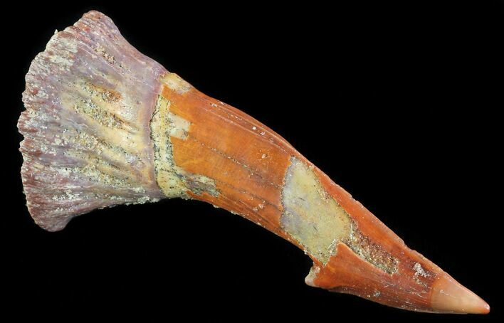 Cretaceous Giant Sawfish (Onchopristis) Rostral Barb #64501